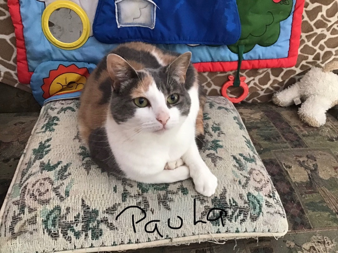 Enlarge Paula, a Adopted Calico in Sainte-Beatrix, QC image 2/2
