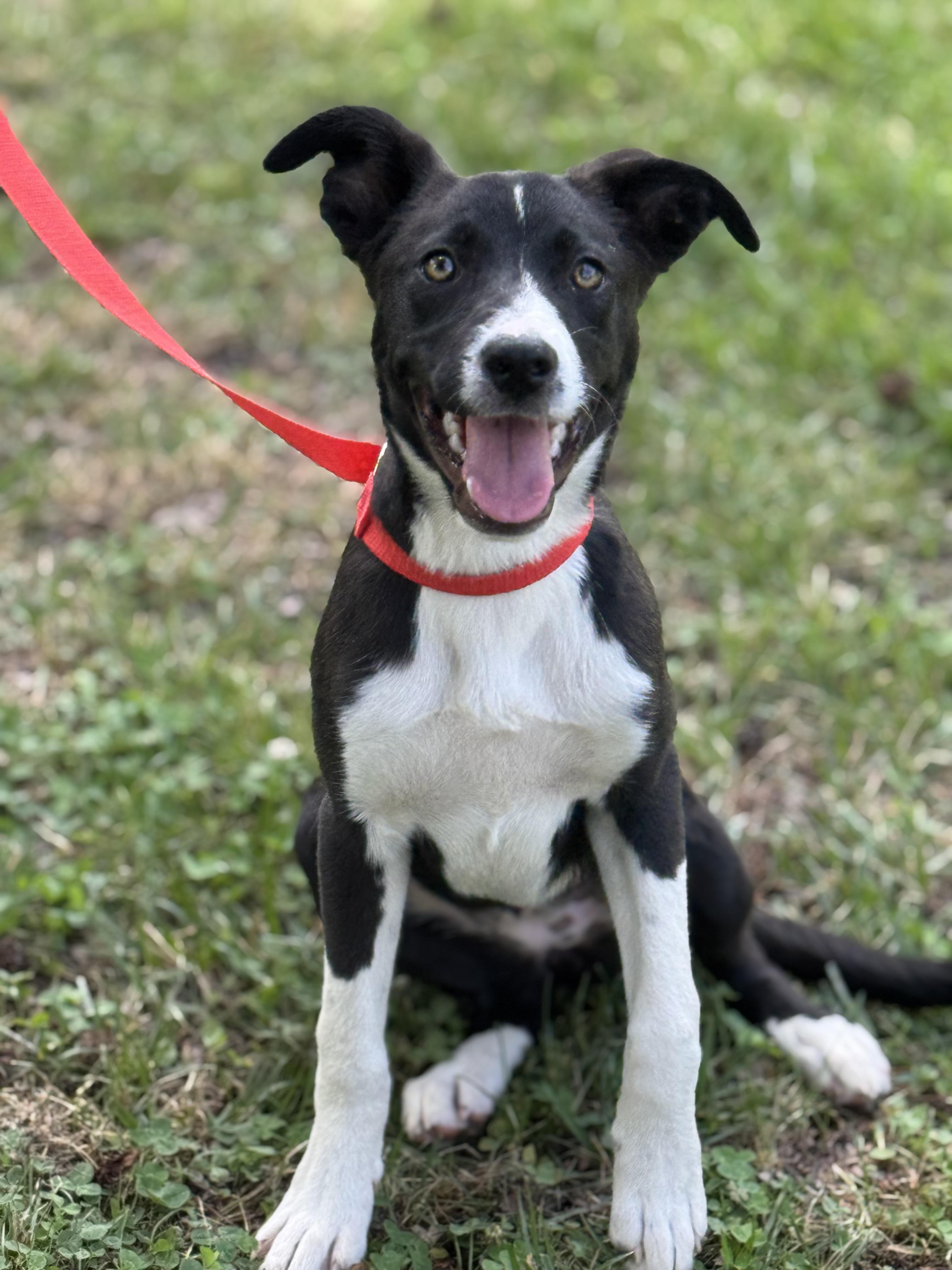 Wiggles, Adoptable, Young Female Border Collie.