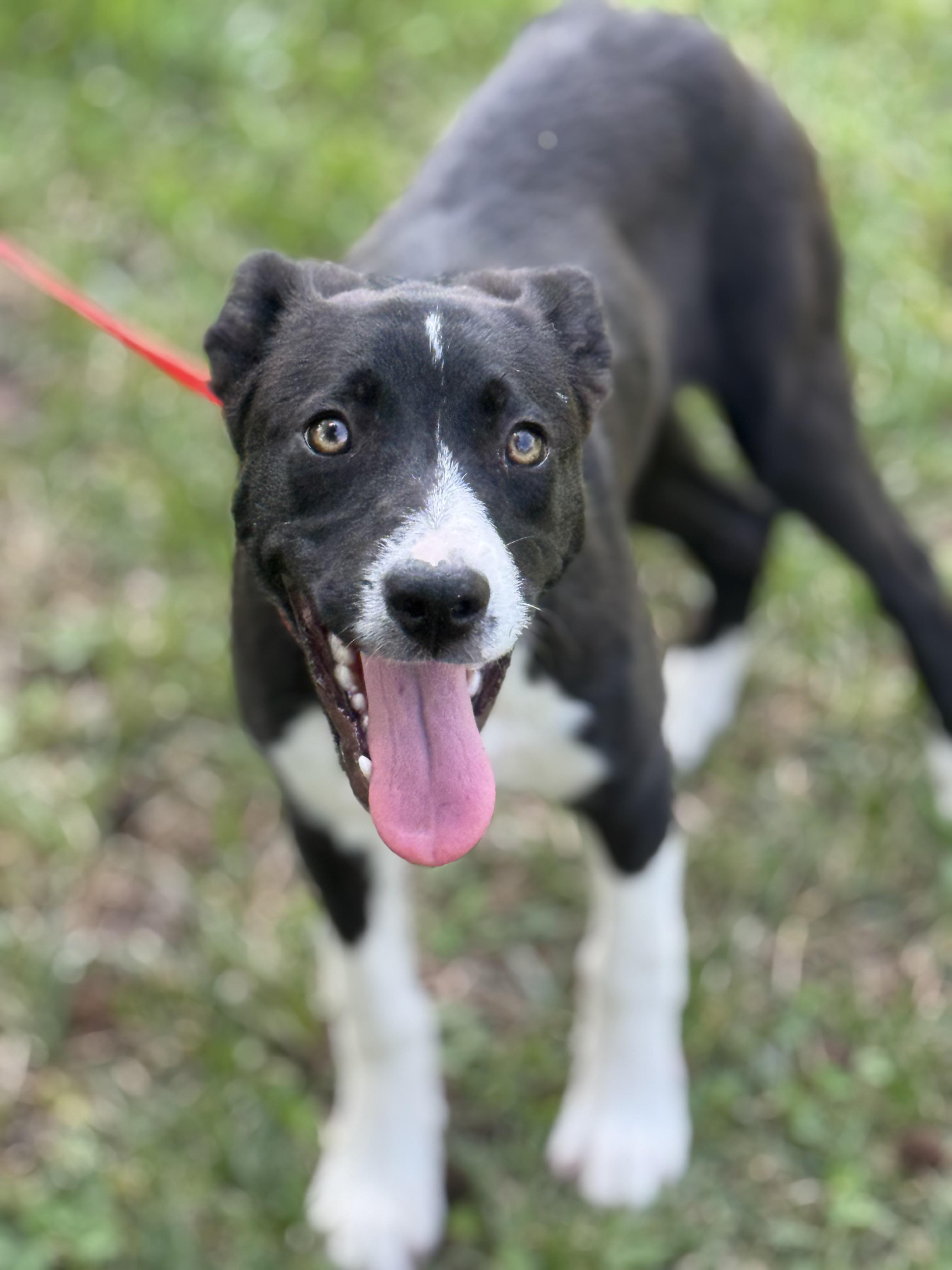 Enlarge Wiggles, a Adoptable mixed breed in Richmond, VA image 3/6