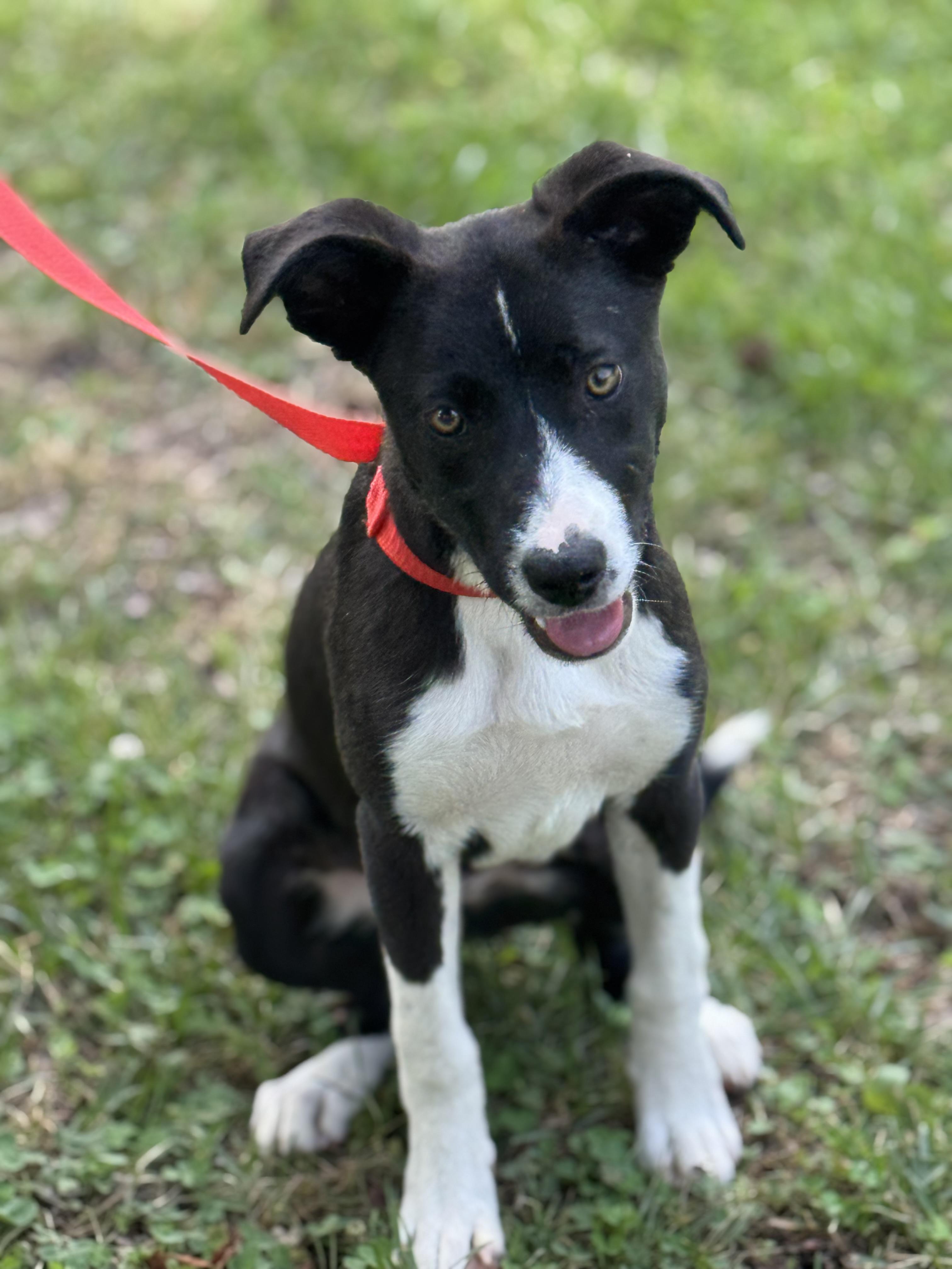 Enlarge Wiggles, a Adoptable mixed breed in Richmond, VA image 2/6