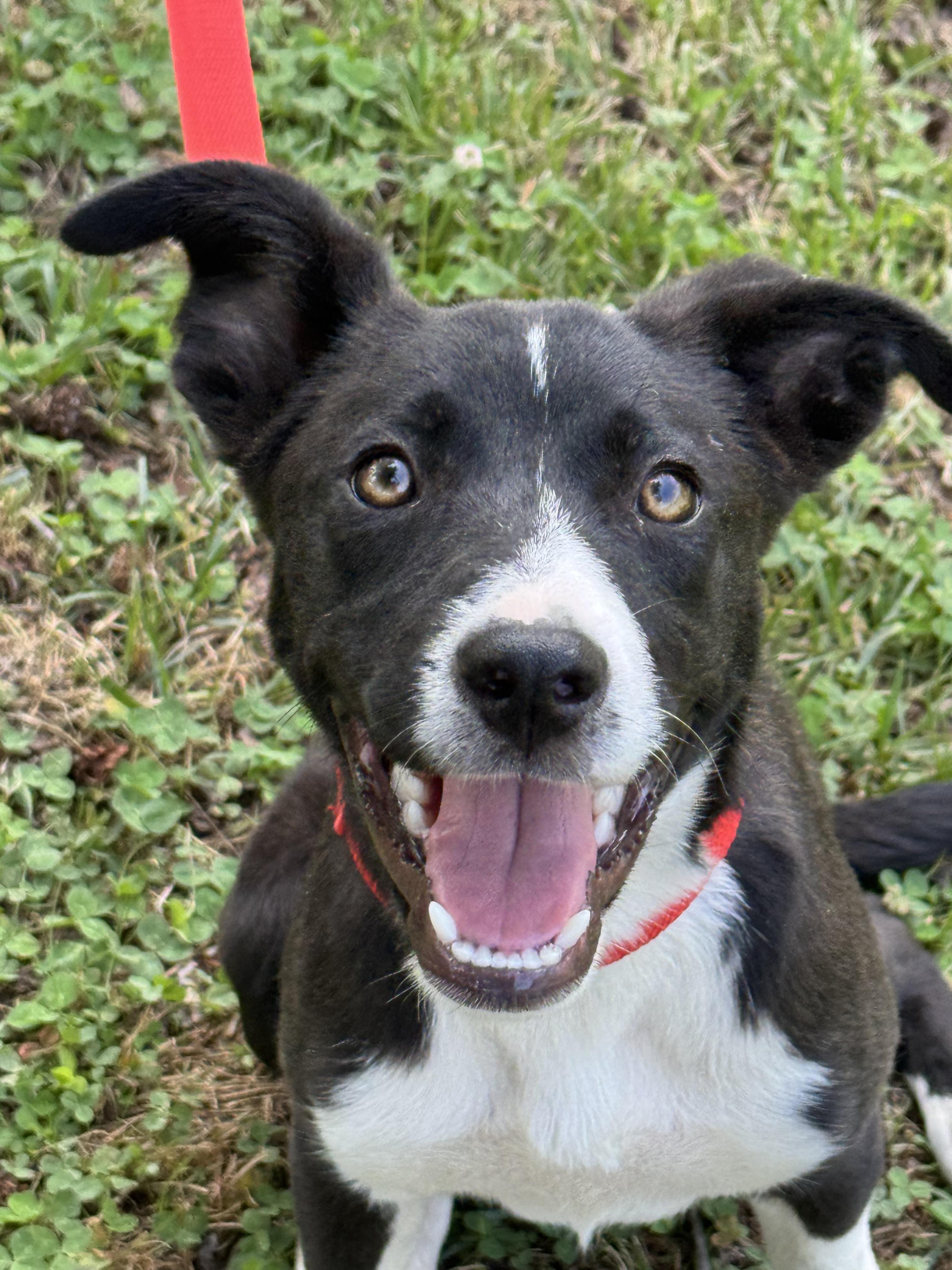 Enlarge Wiggles, a Adoptable mixed breed in Richmond, VA image 6/6