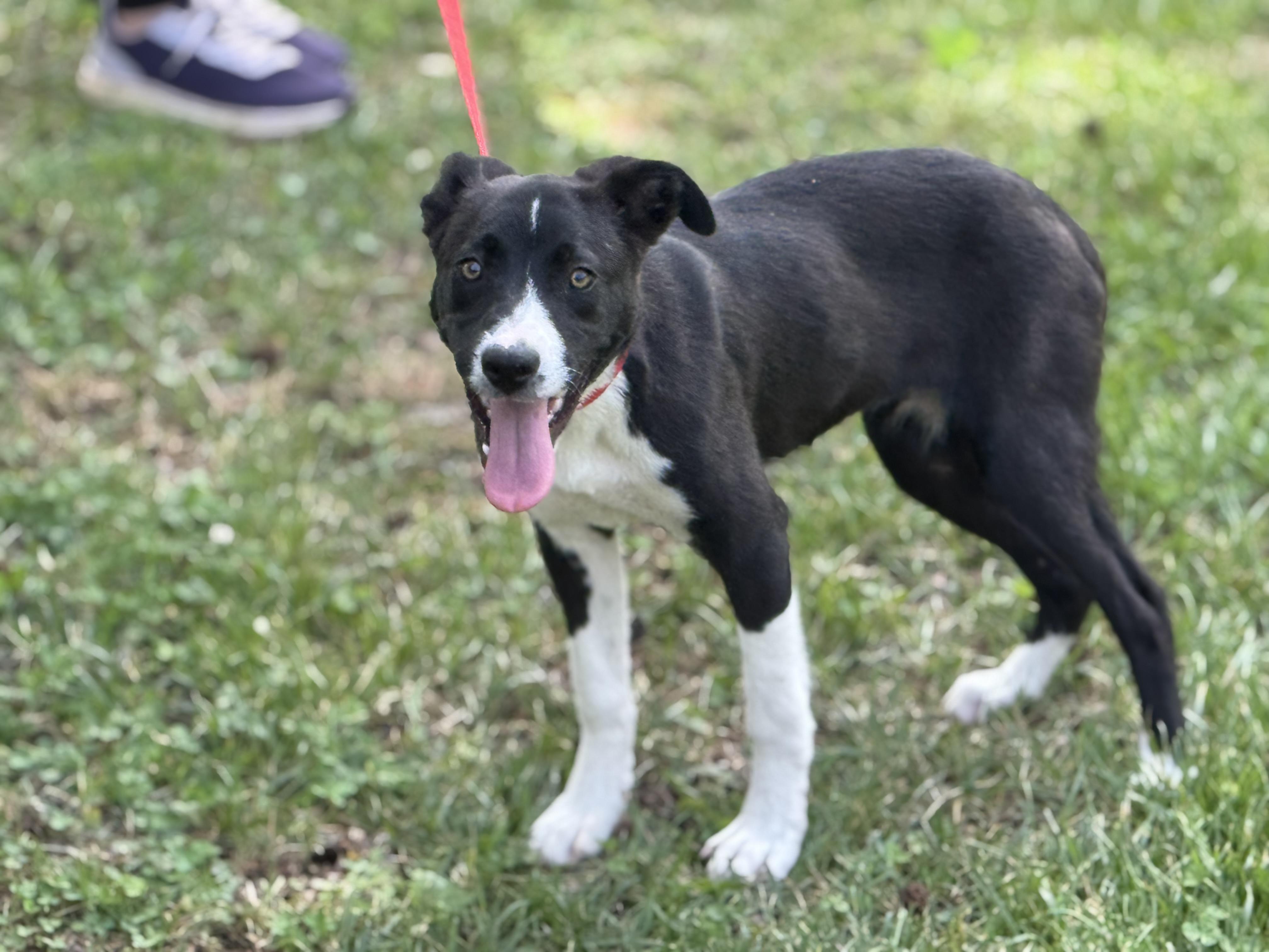 Enlarge Wiggles, a Adoptable mixed breed in Richmond, VA image 4/6
