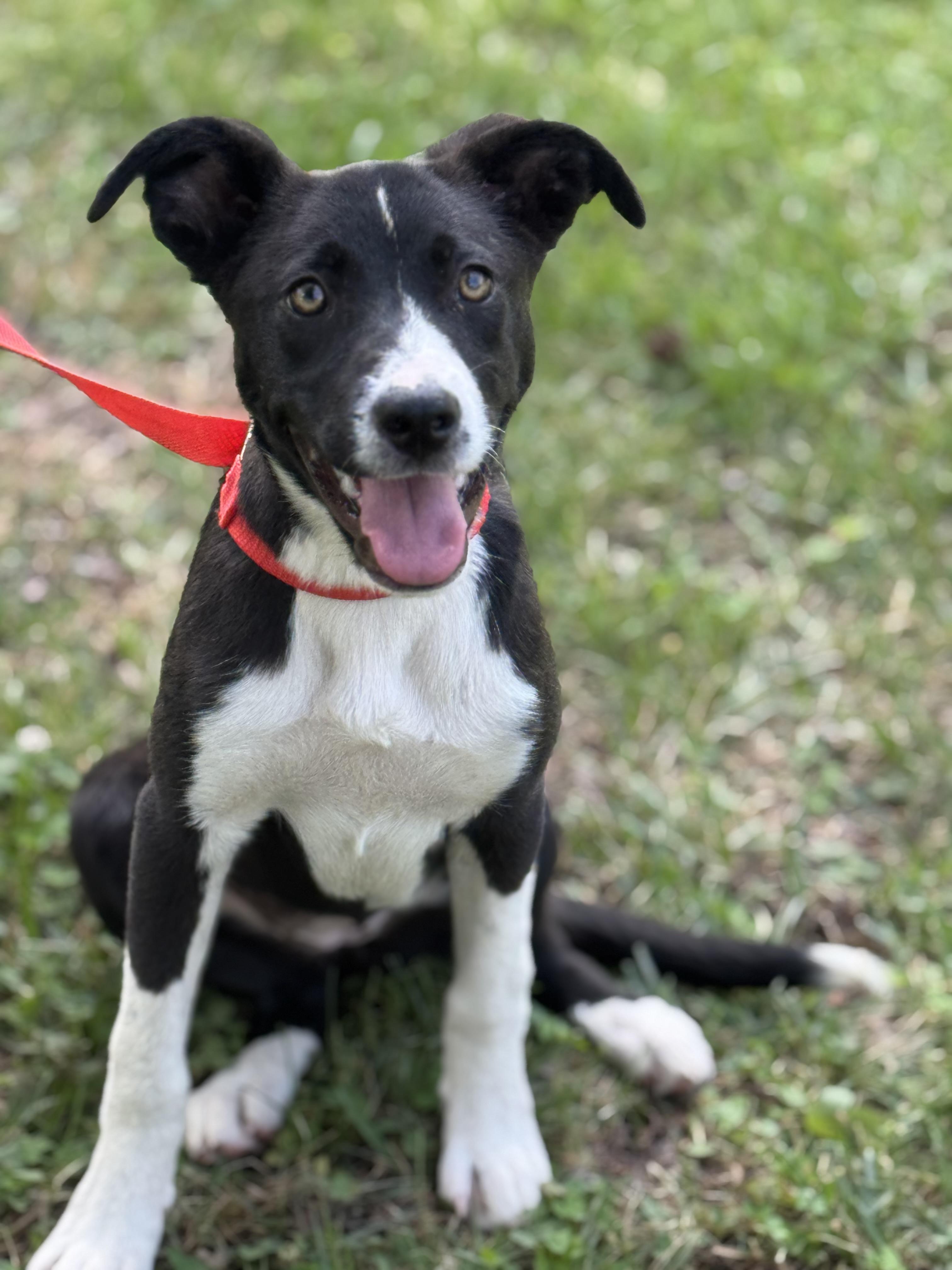 Enlarge Wiggles, a Adoptable mixed breed in Richmond, VA image 5/6
