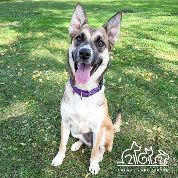 HEIDI, Adoptable, Young Female German Shepherd Dog.