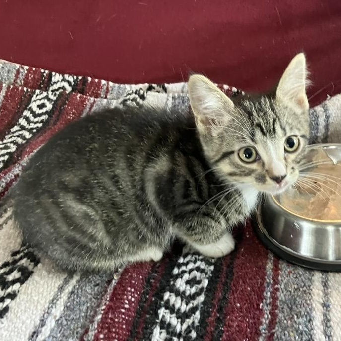 Lucky II, a ADOPTABLE Domestic Short Hair in Unionville, MO image 3/4