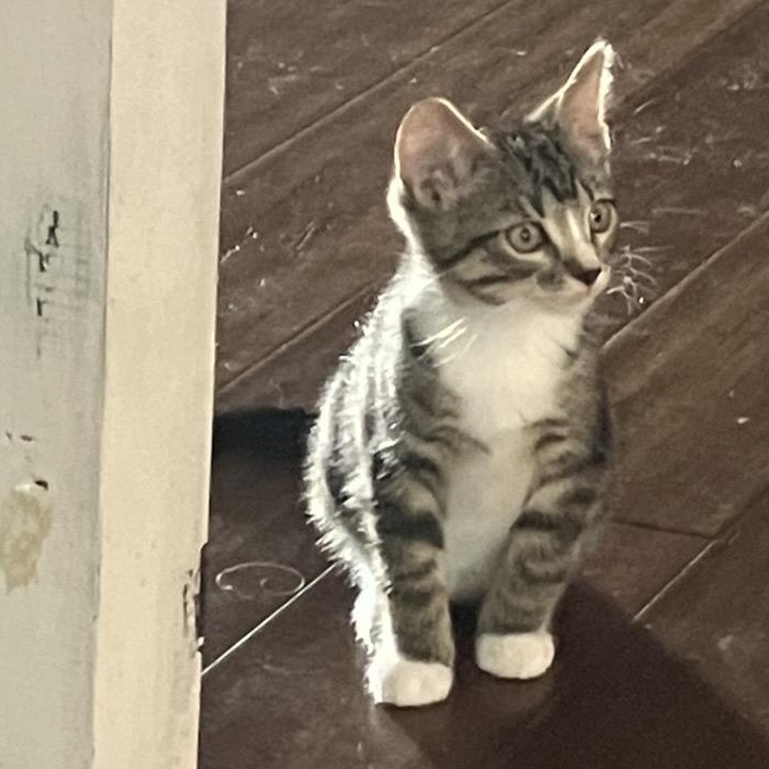 Lucky II, a ADOPTABLE Domestic Short Hair in Unionville, MO image 2/4