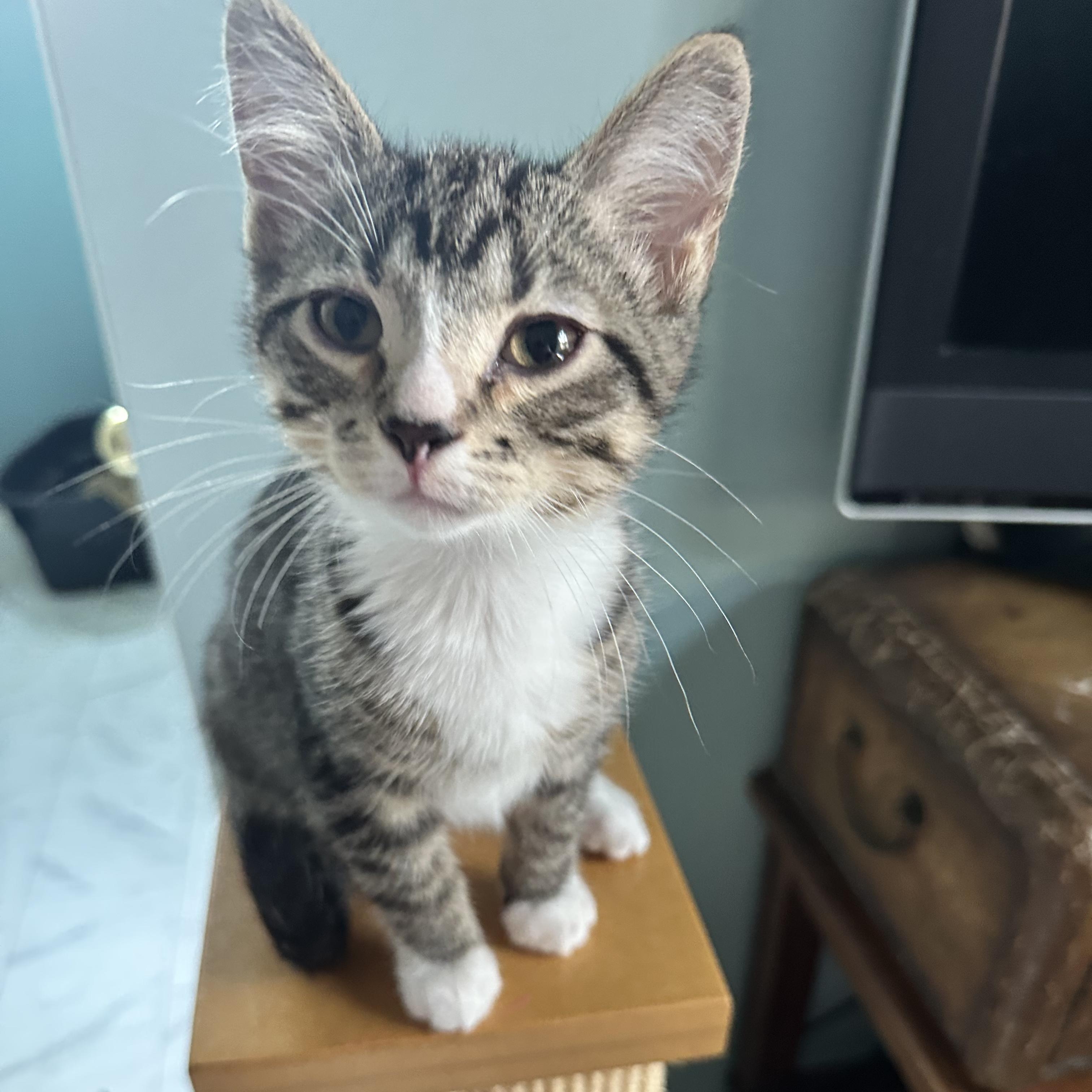 Lucky II, ADOPTABLE, Kitten Male Domestic Short Hair.