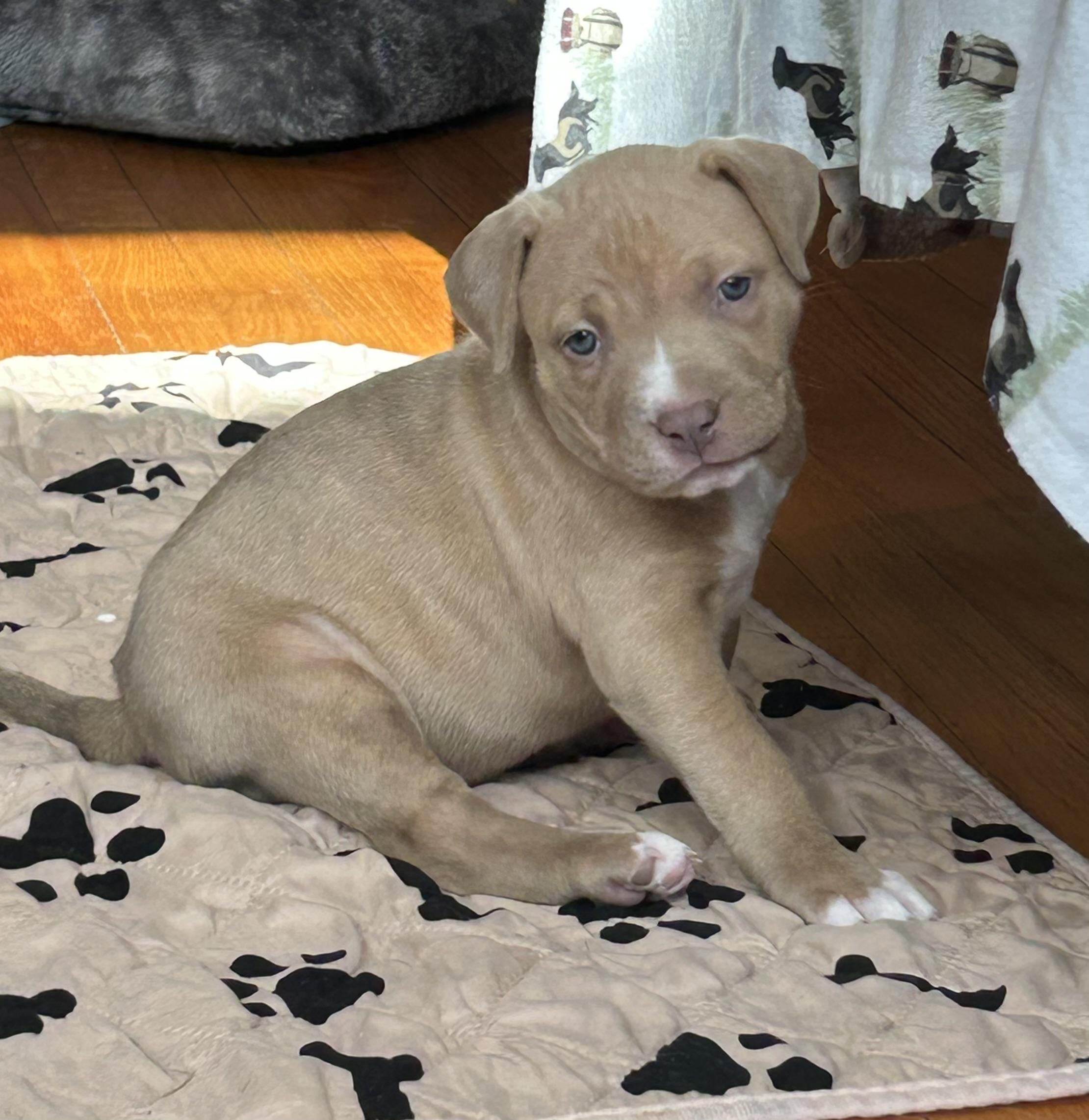 Sweertpea thumbnail 2