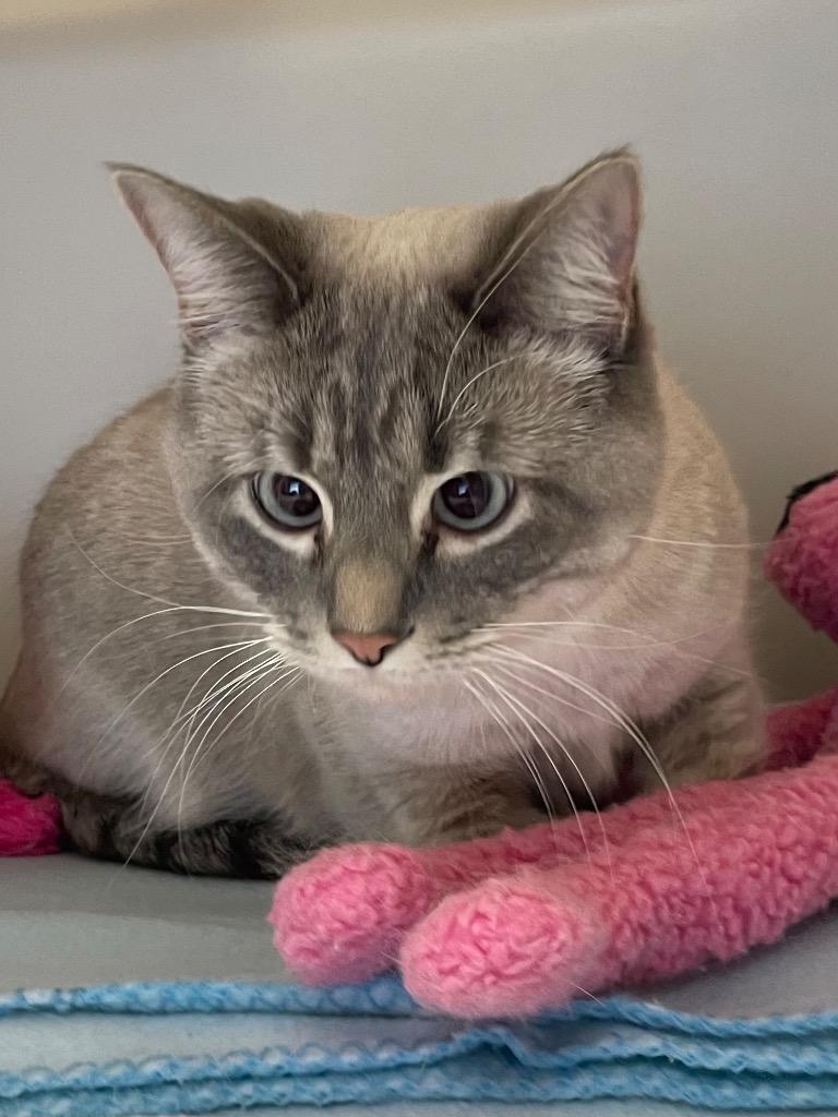 Enlarge Gravy, a Adopted mixed breed in Spooner, WI image 1/1