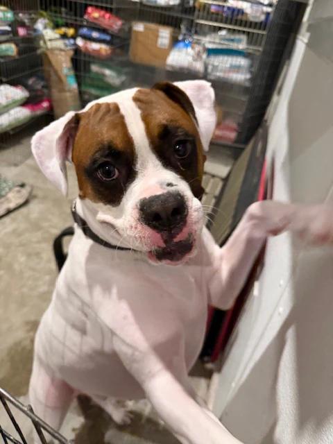 Tzar, a ADOPTABLE Boxer in Pointe-Fortune, QC image 1/3