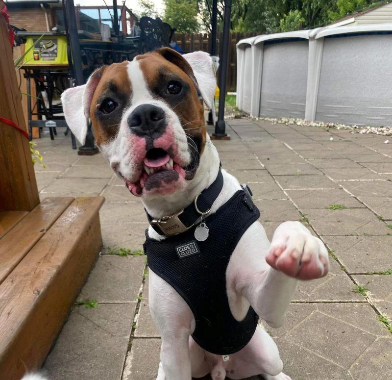 Tzar, a ADOPTABLE Boxer in Pointe-Fortune, QC image 2/3