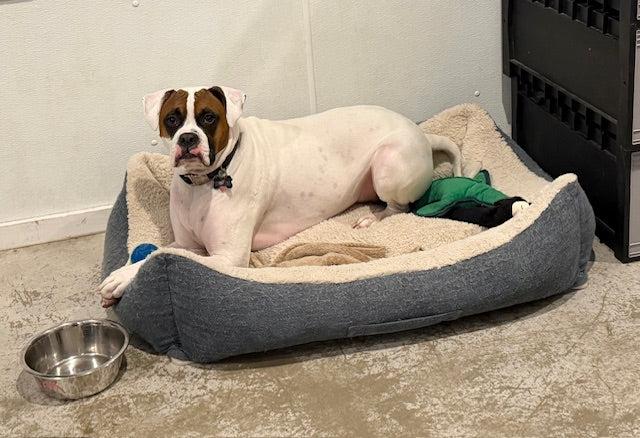 Tzar, a ADOPTABLE Boxer in Pointe-Fortune, QC image 3/3