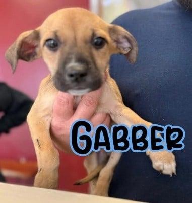 Enlarge Gabber, a Adoptable mixed breed in Parma, OH image 1/1