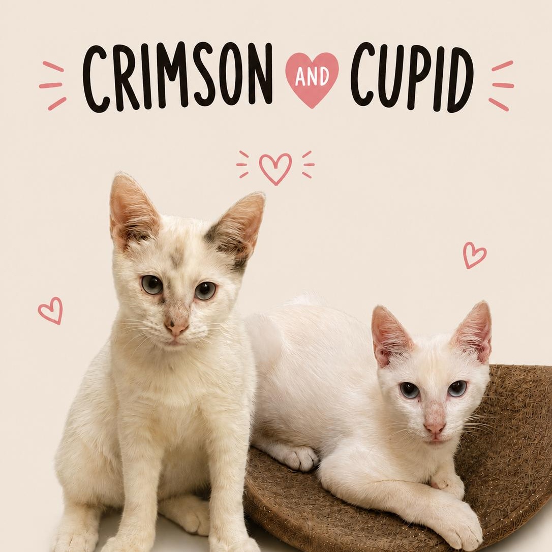 Crimson and Cupid, adoptable, Kitten Female Siamese.