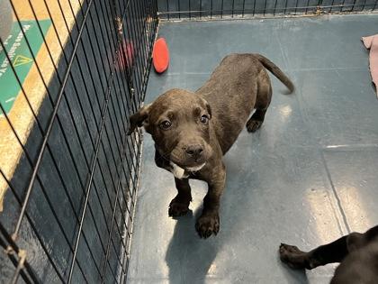 Chamoy — thumbnail 2