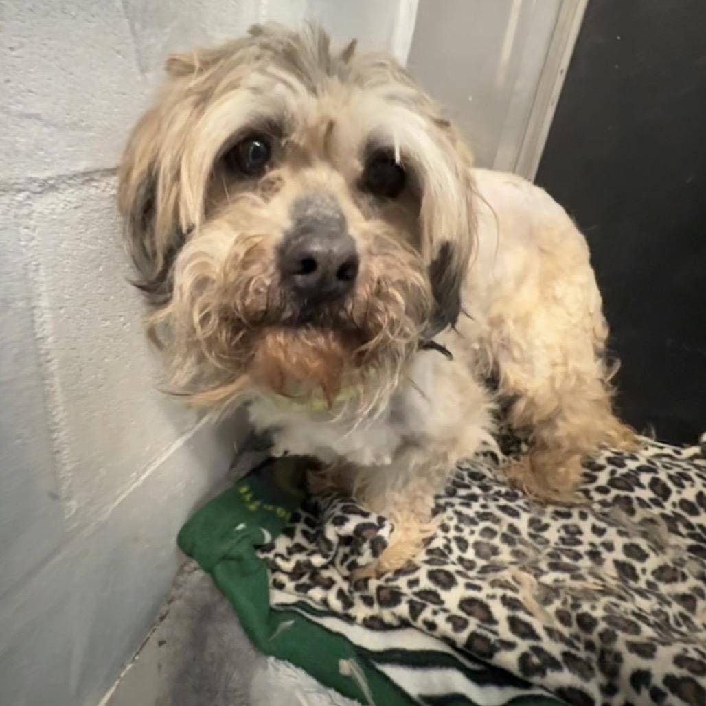 Teddy, a Adoptable mixed breed in Blair, WI image 2/2