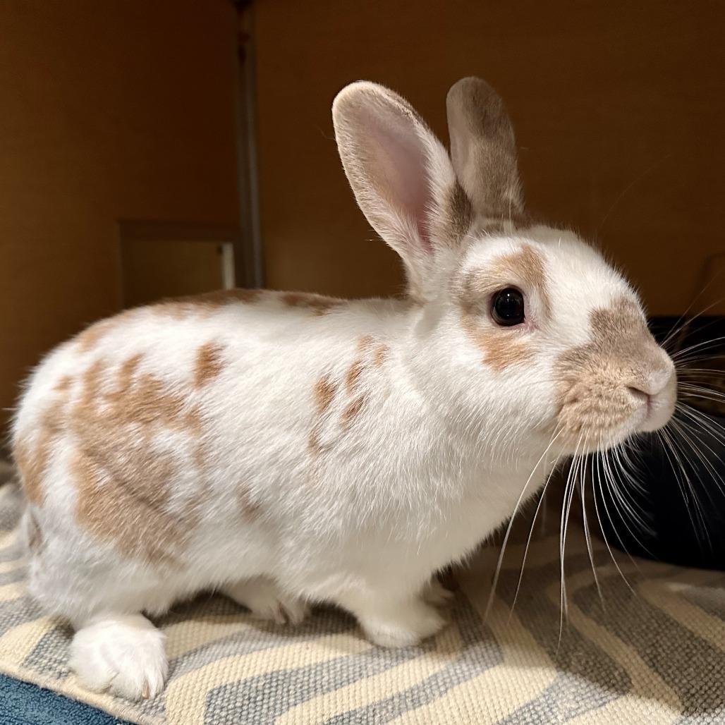 Doll, Adoptable, Adult Female American.
