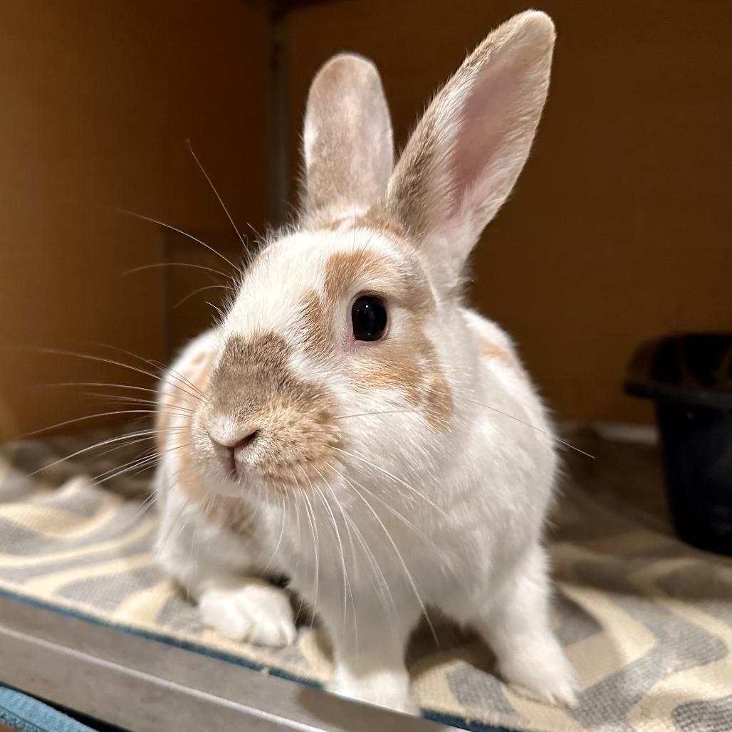 Enlarge Doll, a Adoptable American in Chesapeake, VA image 2/2