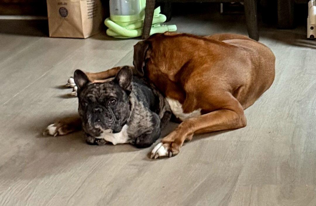 Bash Adoption Pending, a Adoptable French Bulldog in Buffalo, MN image 2/3