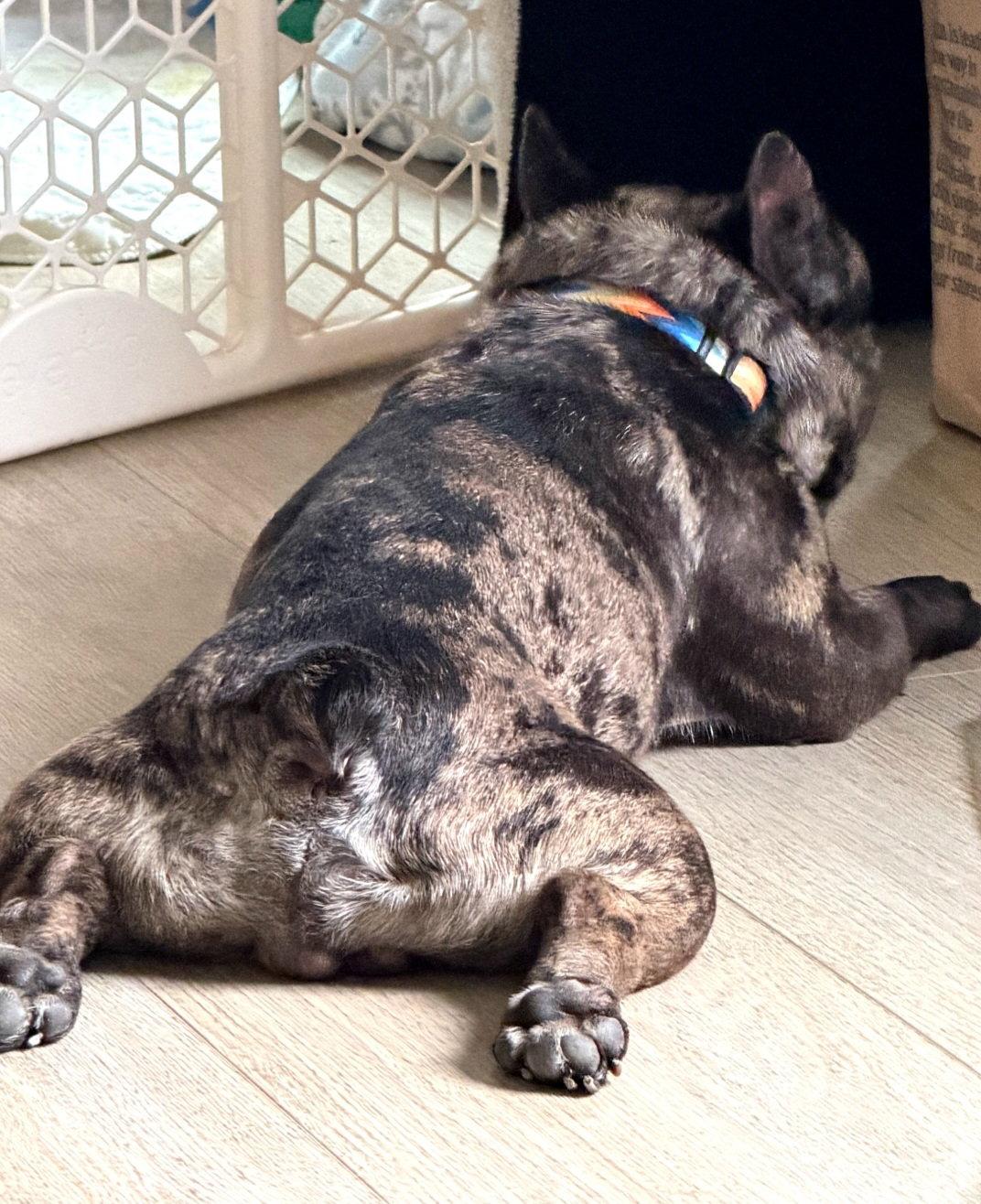Bash Adoption Pending, a Adoptable French Bulldog in Buffalo, MN image 3/3