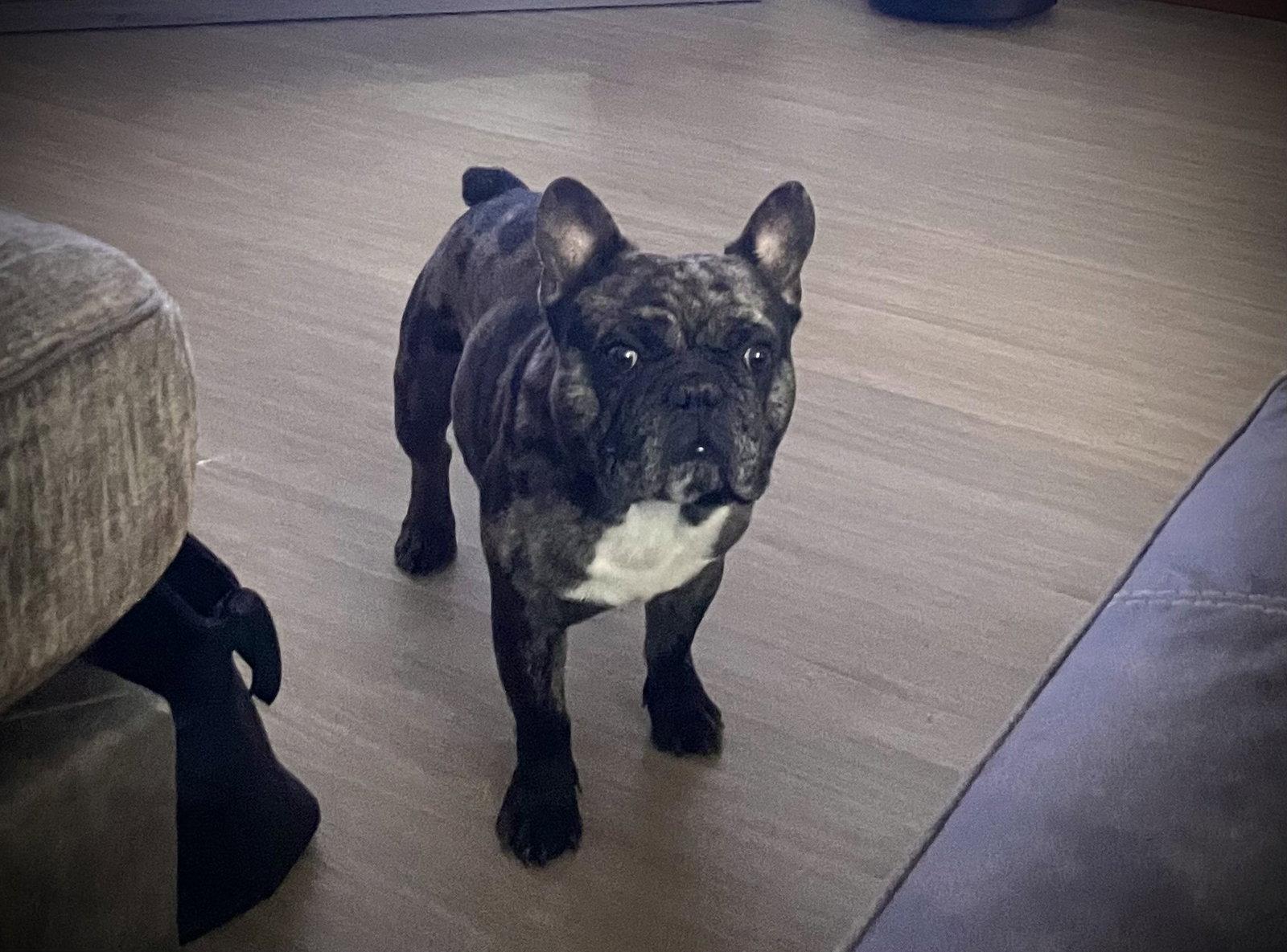 Enlarge Bash, a Adoptable French Bulldog in Buffalo, MN image 1/1