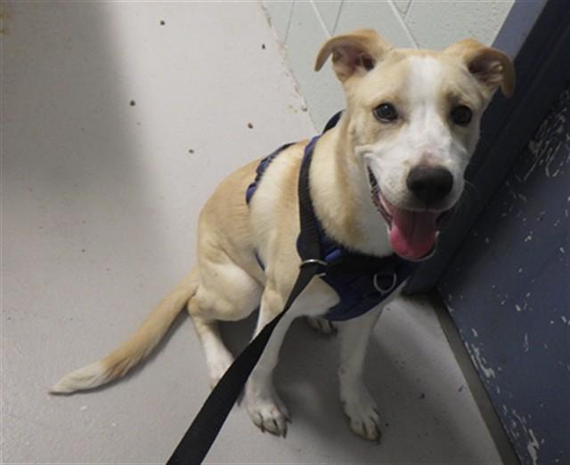 THEODORE, Adoptable, Young Male Labrador Retriever & Mixed Breed.