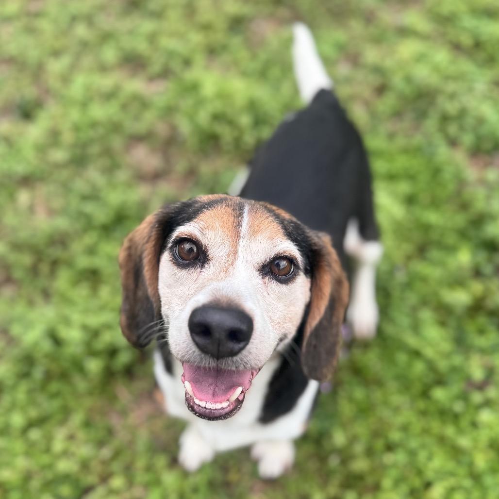 Yoda — thumbnail 2