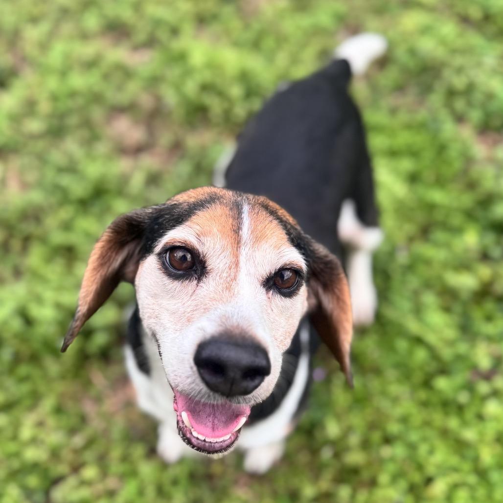 Yoda — thumbnail 3