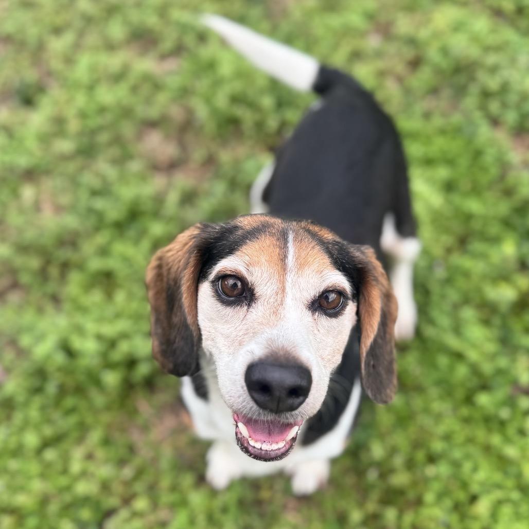 Yoda — thumbnail 4