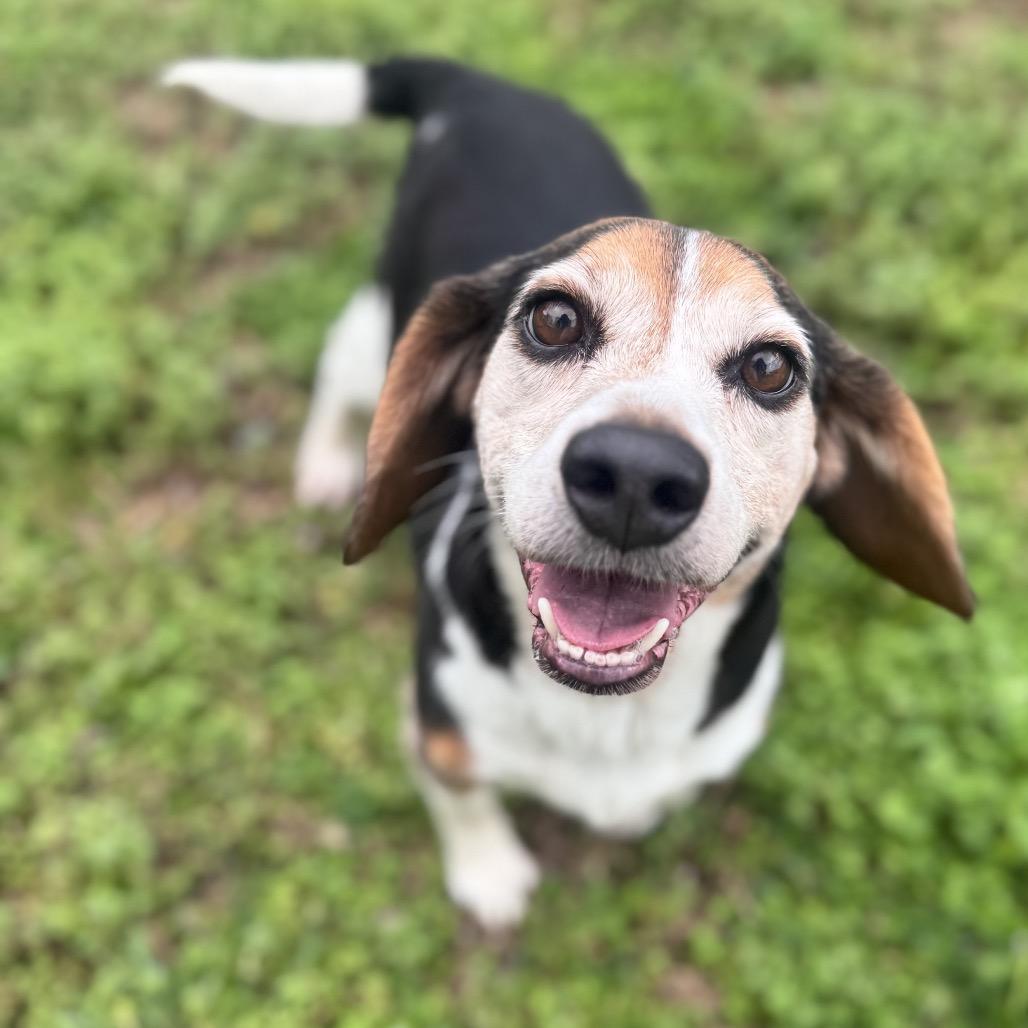 Yoda — thumbnail 6