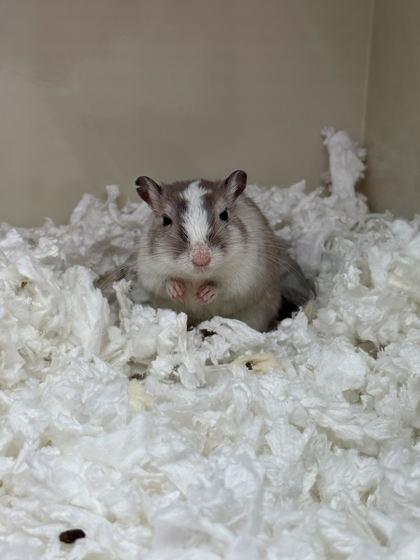 Greg, a ADOPTABLE Gerbil in Reisterstown, MD image 3/3