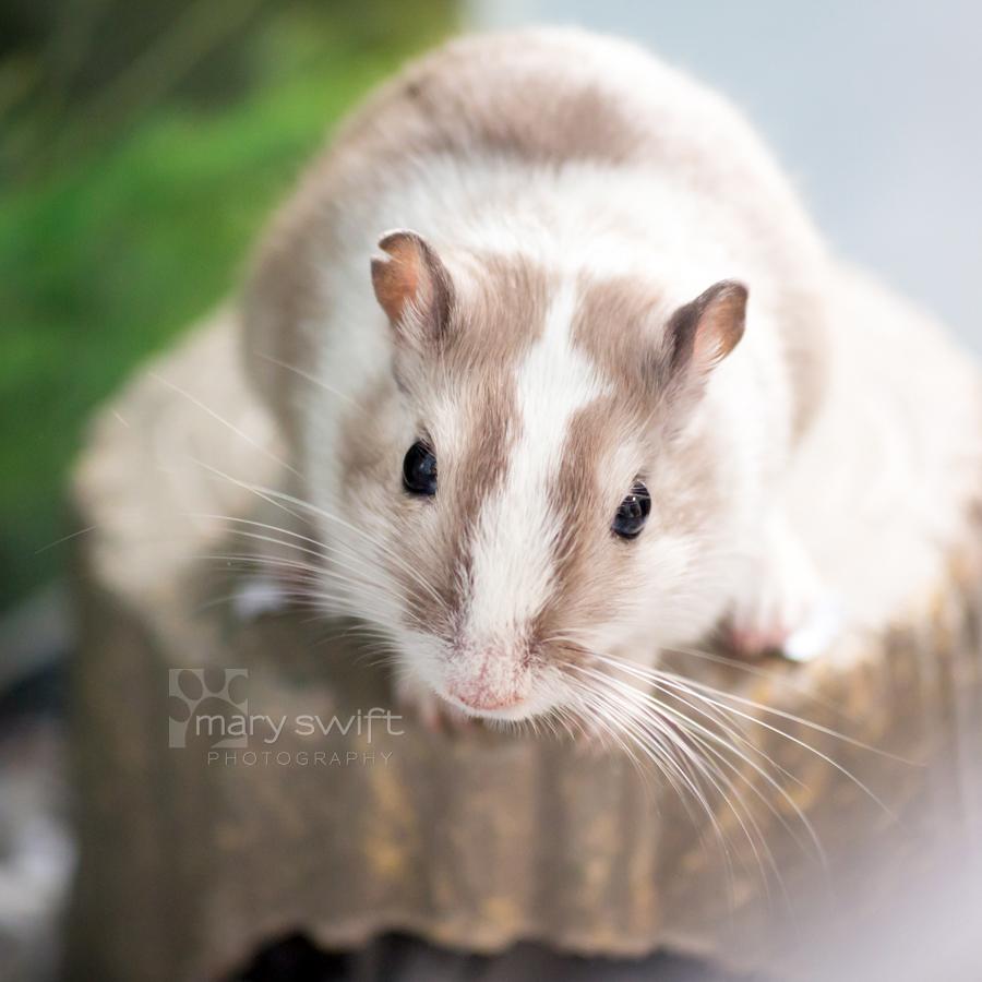 Greg, a ADOPTABLE Gerbil in Reisterstown, MD image 2/3