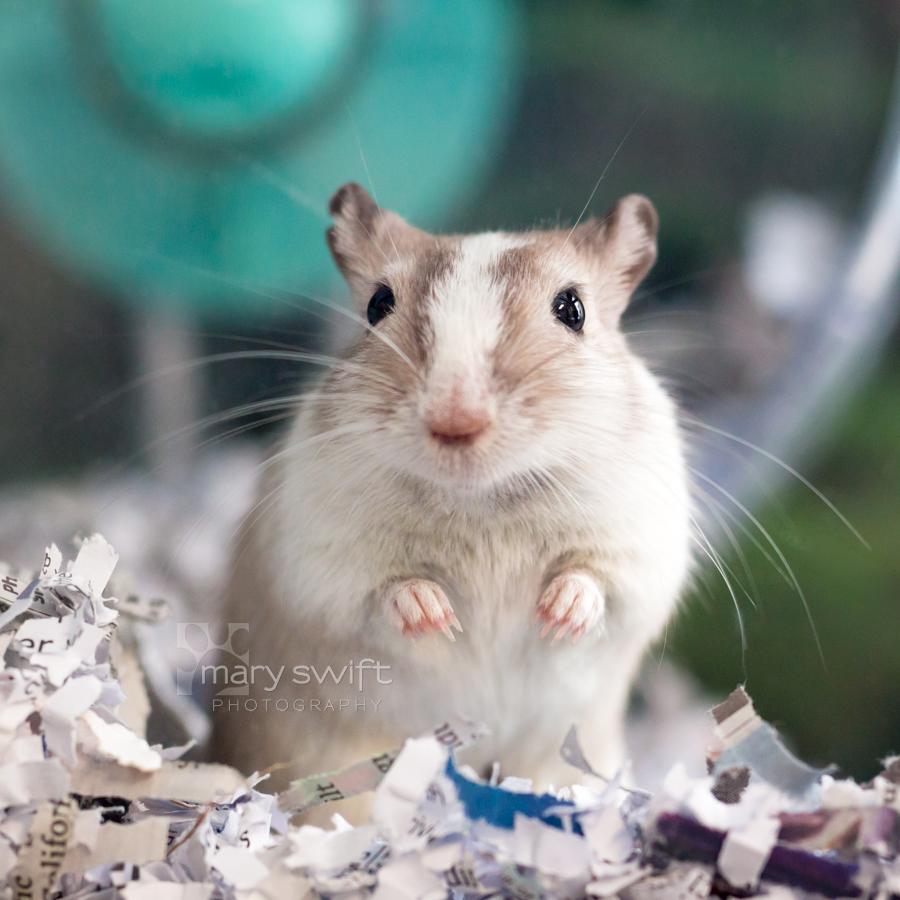 Greg, a ADOPTABLE Gerbil in Reisterstown, MD image 1/3