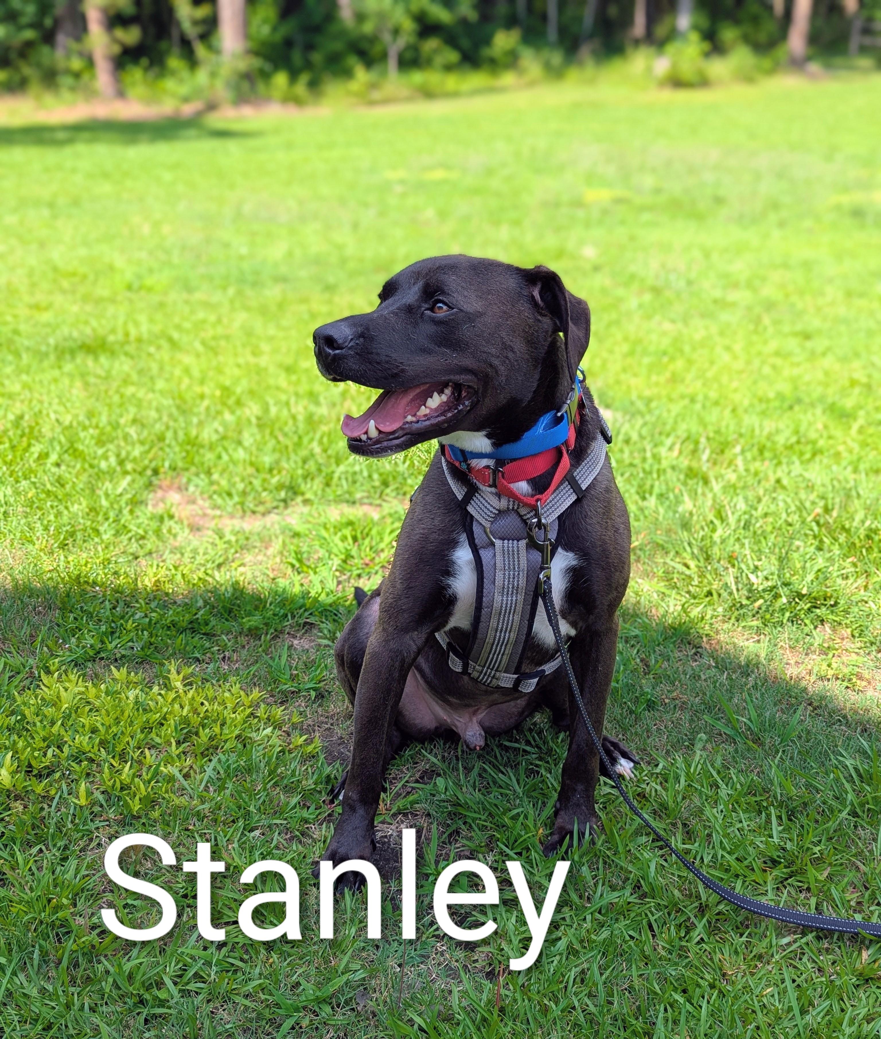 Enlarge Sweet Stanley , a Adoptable mixed breed in Raeford, NC image 1/6