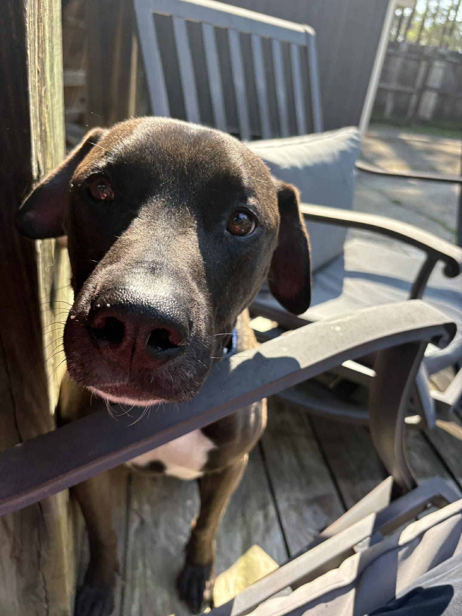 Enlarge Sweet Stanley , a Adoptable mixed breed in Raeford, NC image 3/6