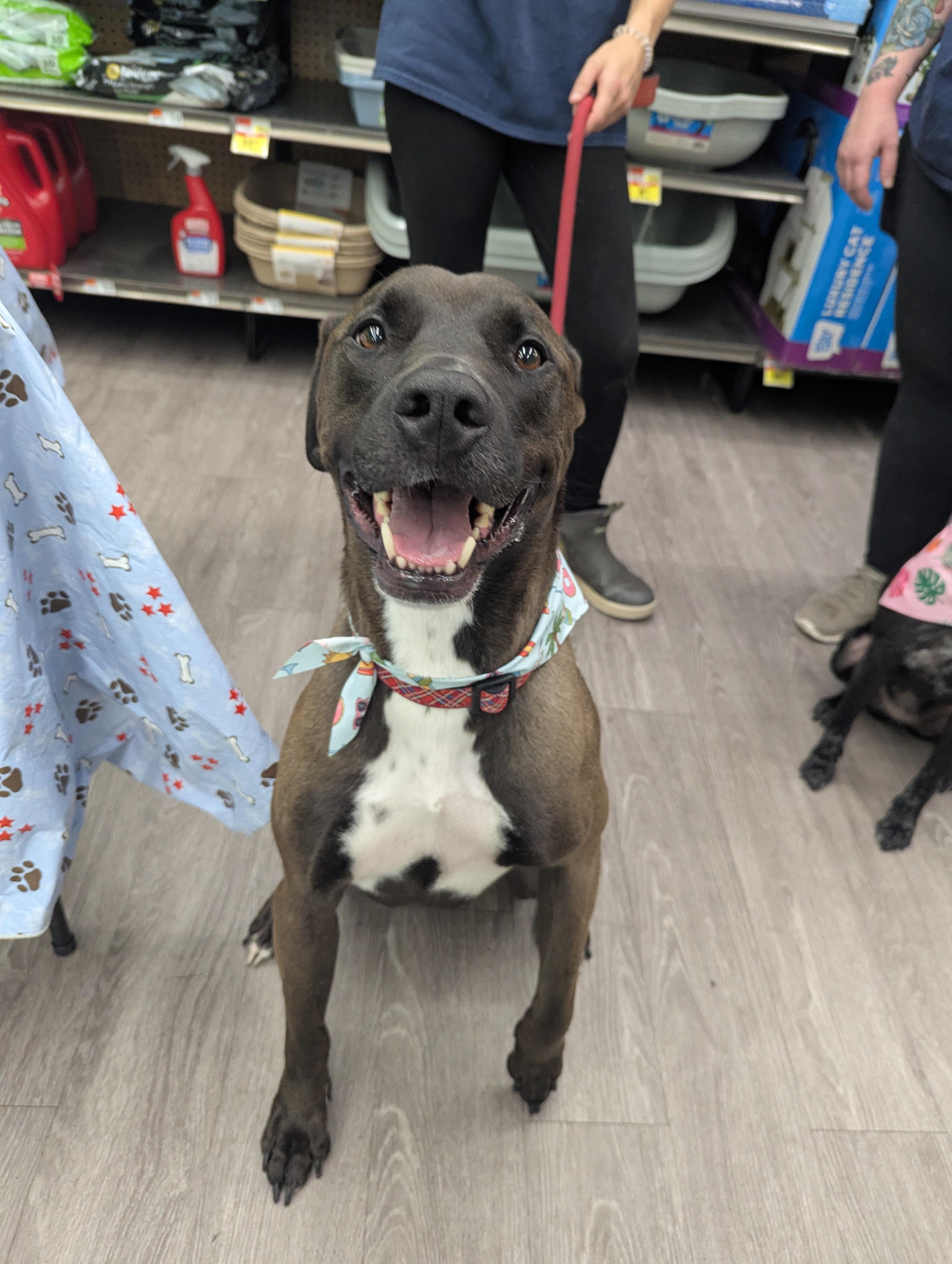 Enlarge Sweet Stanley , a Adoptable mixed breed in Raeford, NC image 2/6