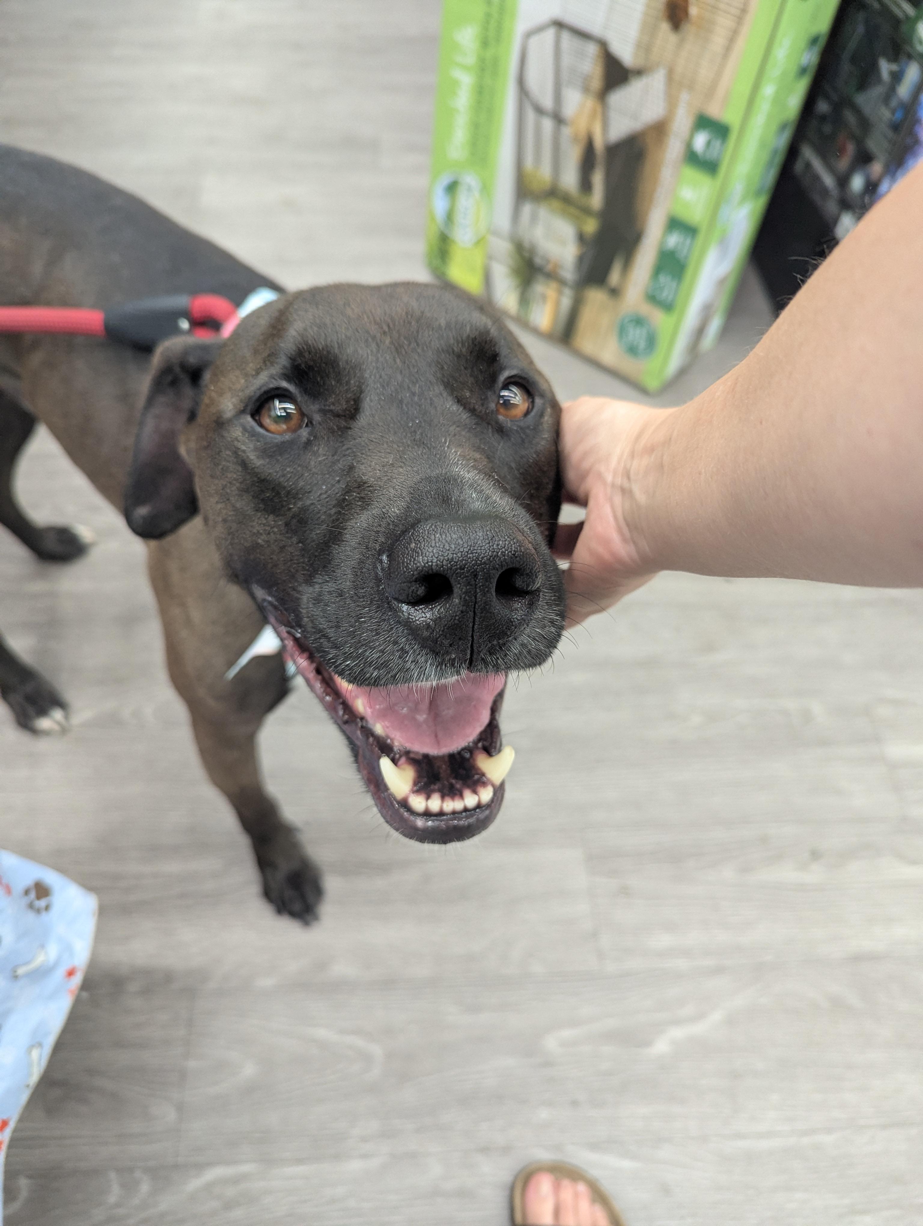 Sweet Stanley , Adoptable, Adult Male American Staffordshire Terrier & German Shepherd Dog.