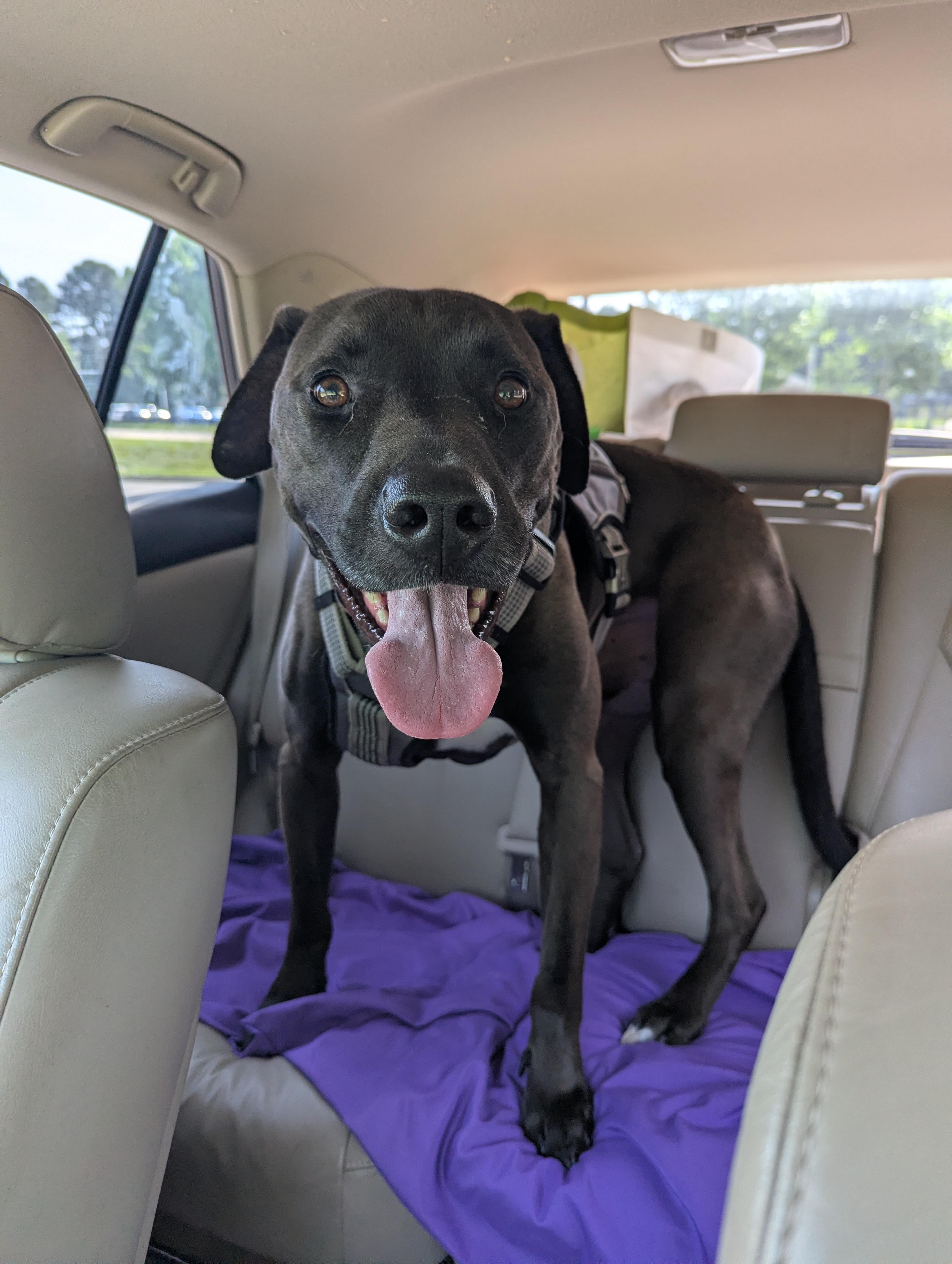 Sweet Stanley , a Adoptable mixed breed in Raeford, NC image 1/6