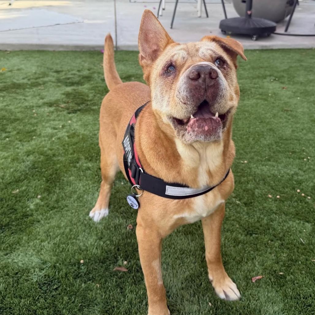 Piper, Adoptable, Adult Female Shar-Pei & Mixed Breed.
