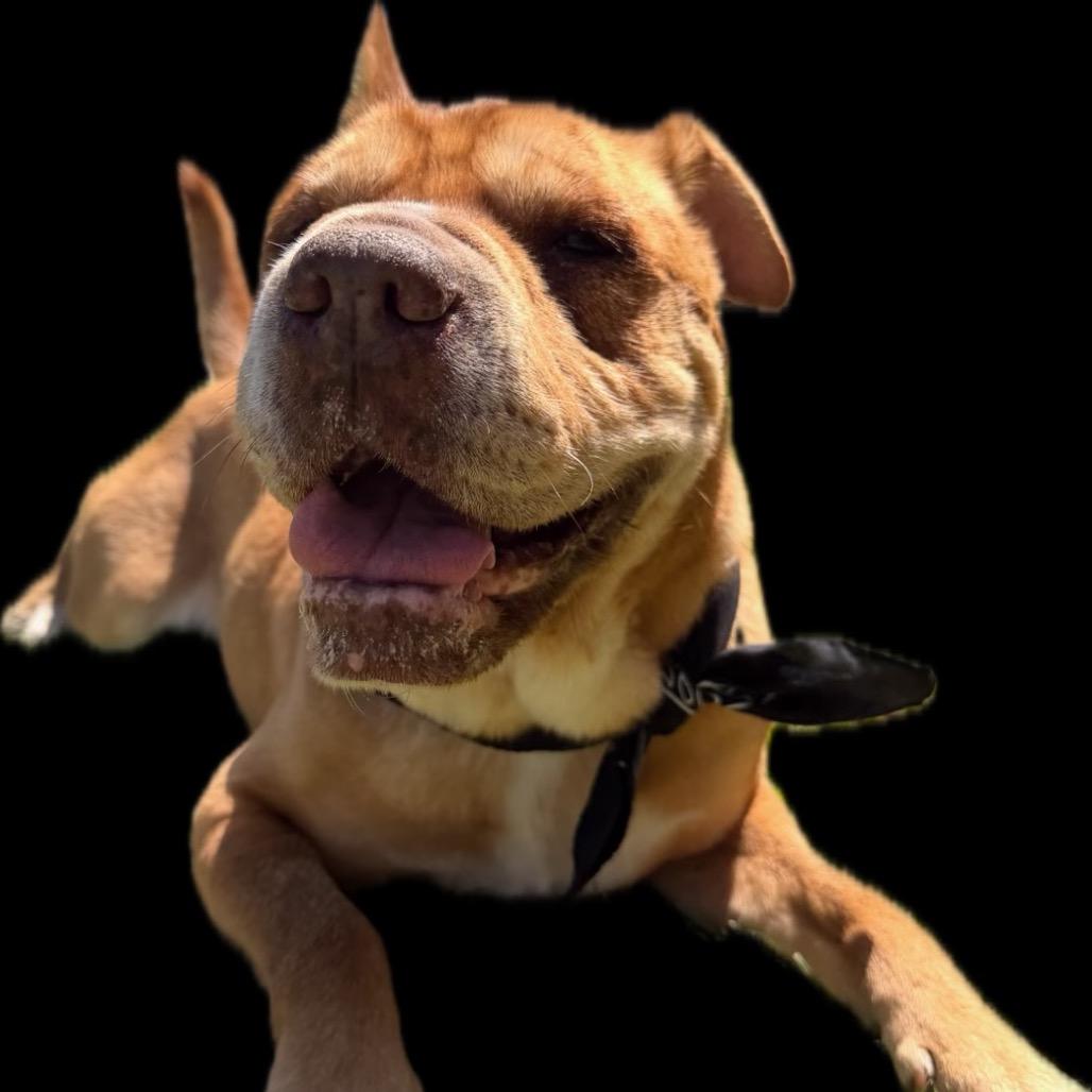 Enlarge Piper, a Adoptable mixed breed in San Diego, CA image 2/6