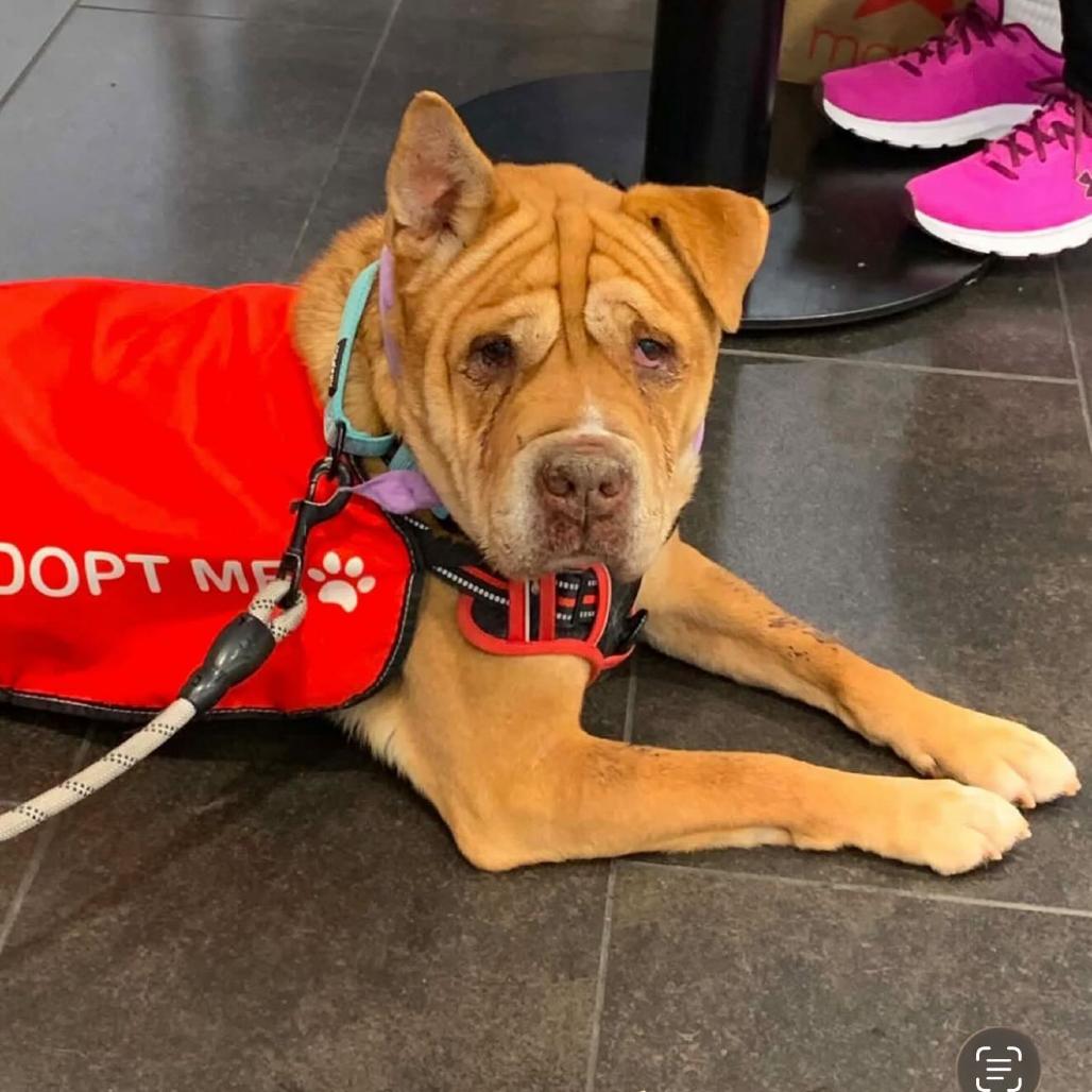Enlarge Piper, a Adoptable mixed breed in San Diego, CA image 3/6