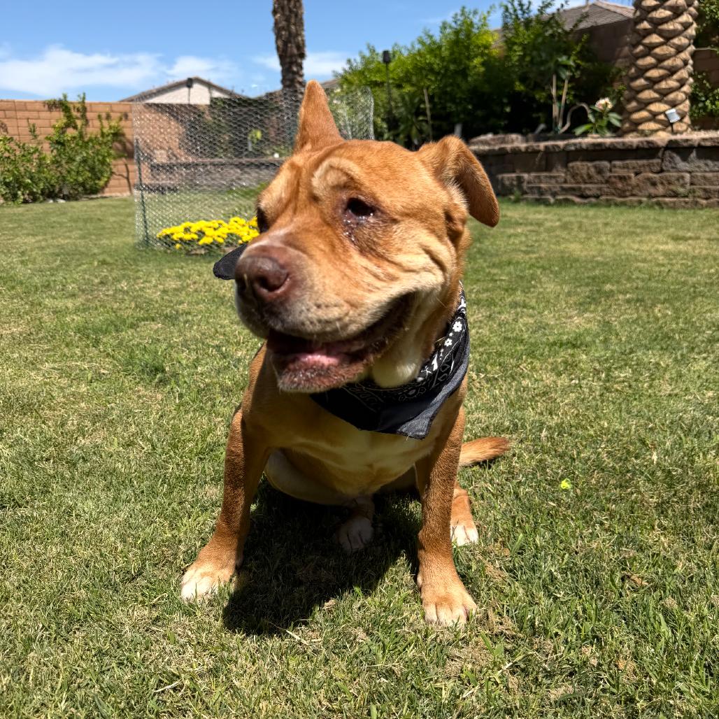 Enlarge Piper, a Adoptable mixed breed in San Diego, CA image 4/6