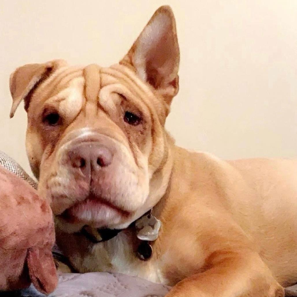 Enlarge Piper, a Adoptable mixed breed in San Diego, CA image 5/6