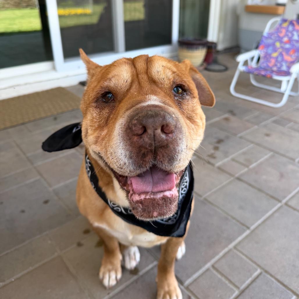 Enlarge Piper, a Adoptable mixed breed in San Diego, CA image 6/6