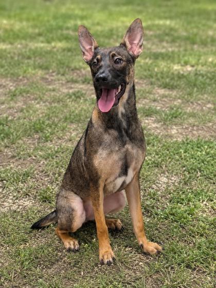 Chloe, an adopted mixed breed in Inverness, FL image 1/3
