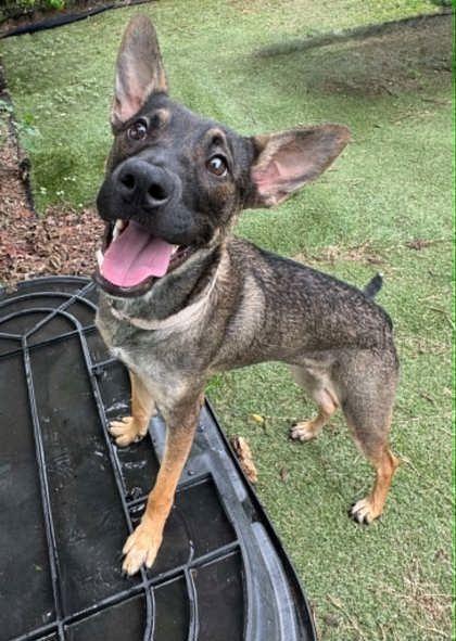 Chloe, an adopted mixed breed in Inverness, FL image 2/3