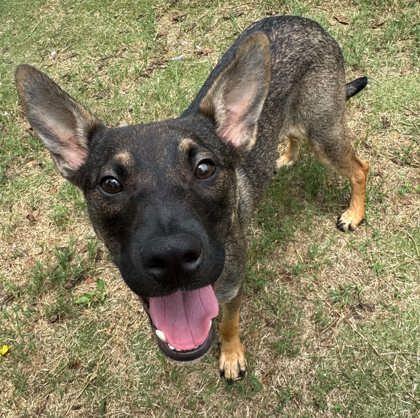 Chloe, an adopted mixed breed in Inverness, FL image 3/3