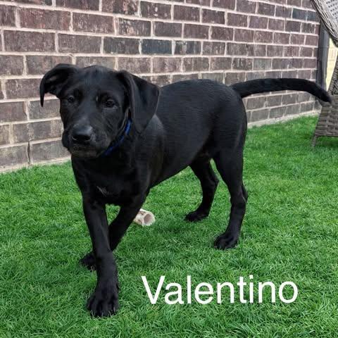 Enlarge Valentino, a ADOPTABLE mixed breed in Columbia, MD image 2/2