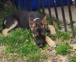 Gwendolyn CA, a Adopted Shepherd in Hillside, IL image 1/3