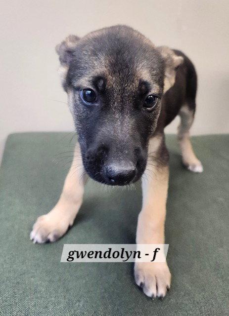 Gwendolyn CA, a Adopted Shepherd in Hillside, IL image 2/3